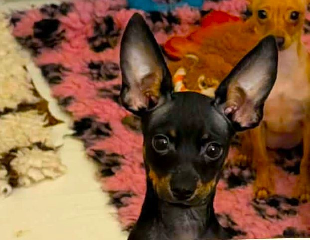 au Royaume D'ultra - Chiots disponibles - Russkiy Toy (Petit Chien Russe)