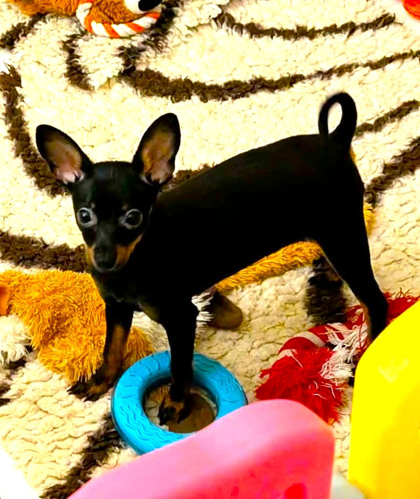 au Royaume D'ultra - Chiots disponibles - Russkiy Toy (Petit Chien Russe)