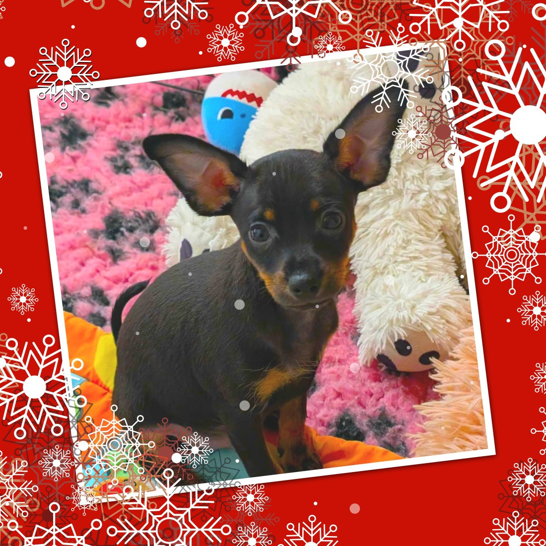 au Royaume D'ultra - Russkiy Toy (Petit Chien Russe) - Portée née le 10/09/2025