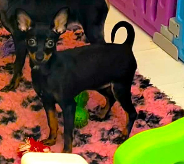 au Royaume D'ultra - Chiots disponibles - Russkiy Toy (Petit Chien Russe)