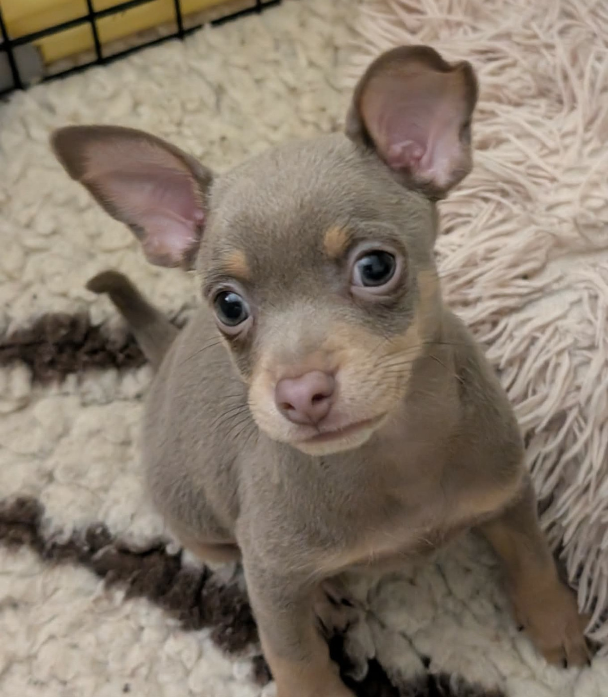 au Royaume D'ultra - Chiots disponibles - Russkiy Toy (Petit Chien Russe)