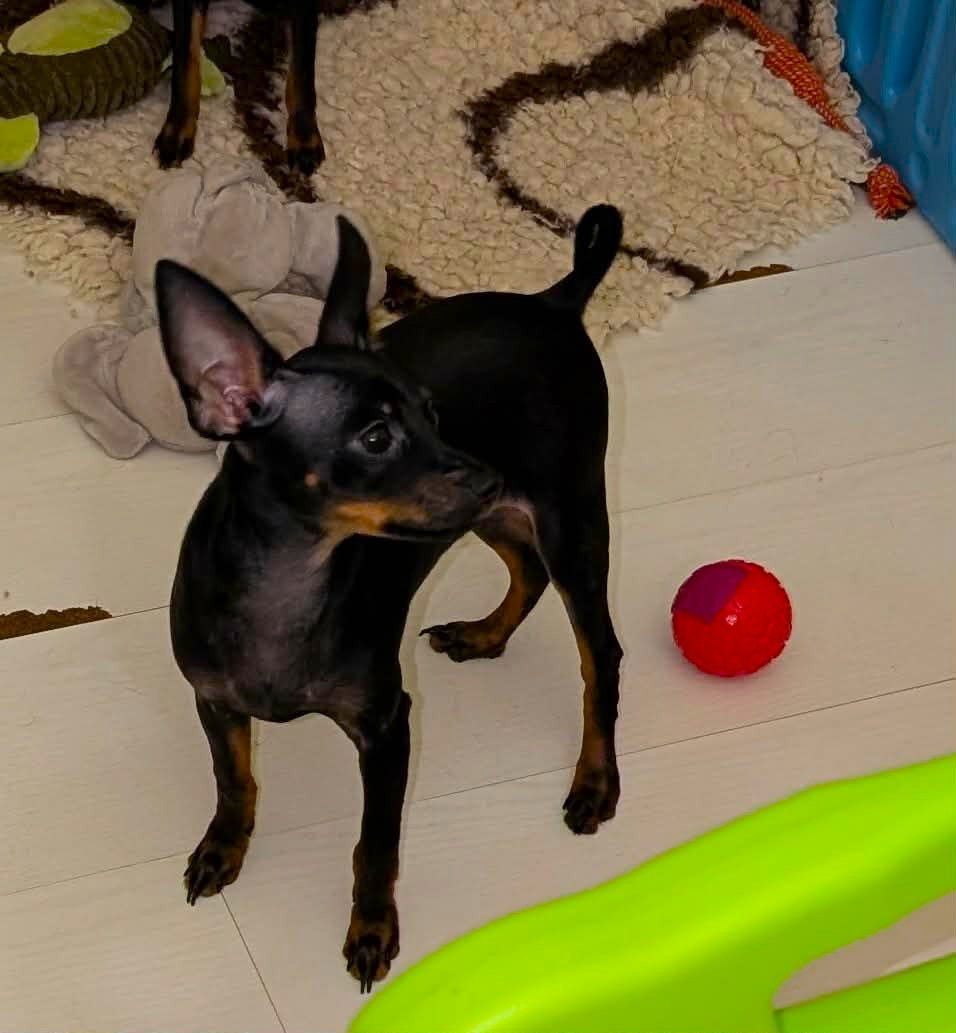 au Royaume D'ultra - Chiots disponibles - Russkiy Toy (Petit Chien Russe)