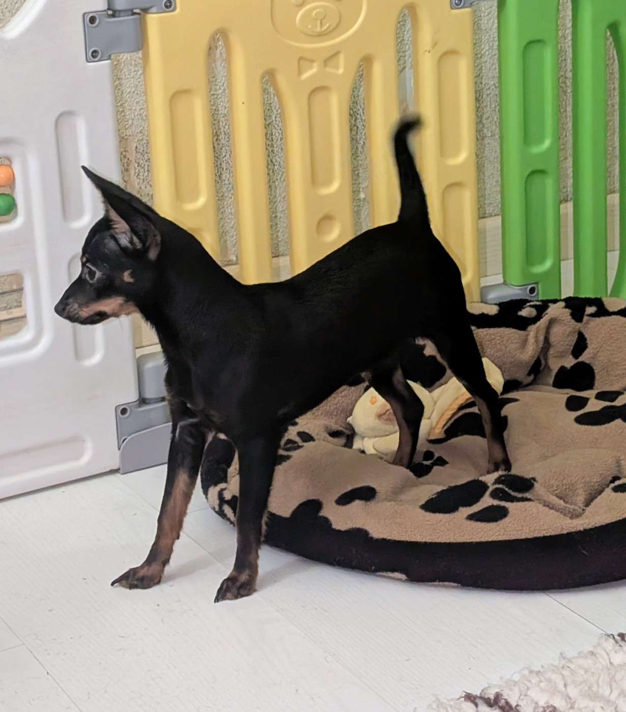 au Royaume D'ultra - Chiots disponibles - Russkiy Toy (Petit Chien Russe)