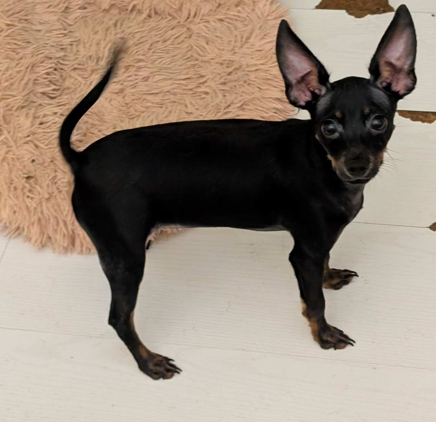 au Royaume D'ultra - Chiots disponibles - Russkiy Toy (Petit Chien Russe)