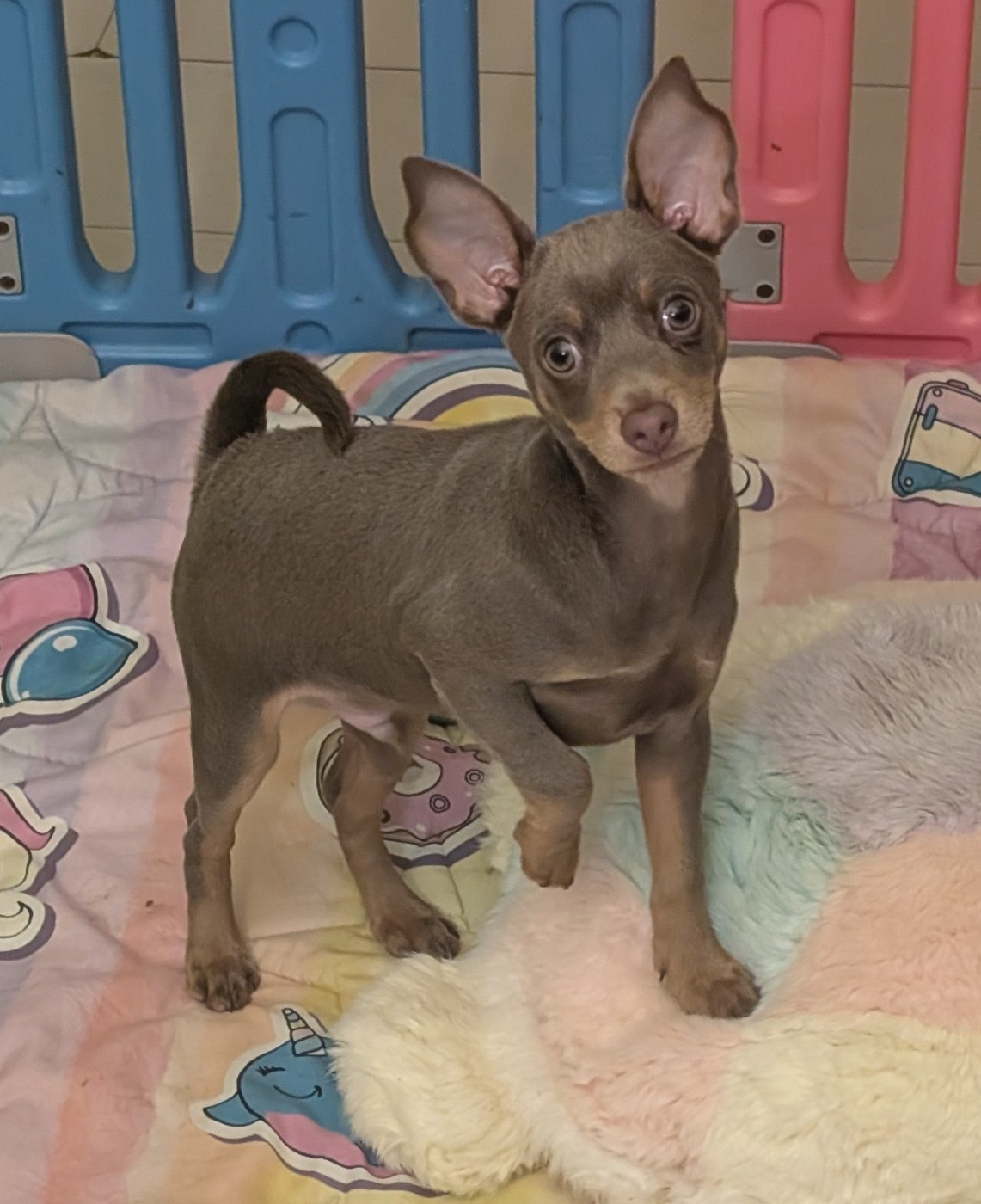 au Royaume D'ultra - Chiots disponibles - Russkiy Toy (Petit Chien Russe)