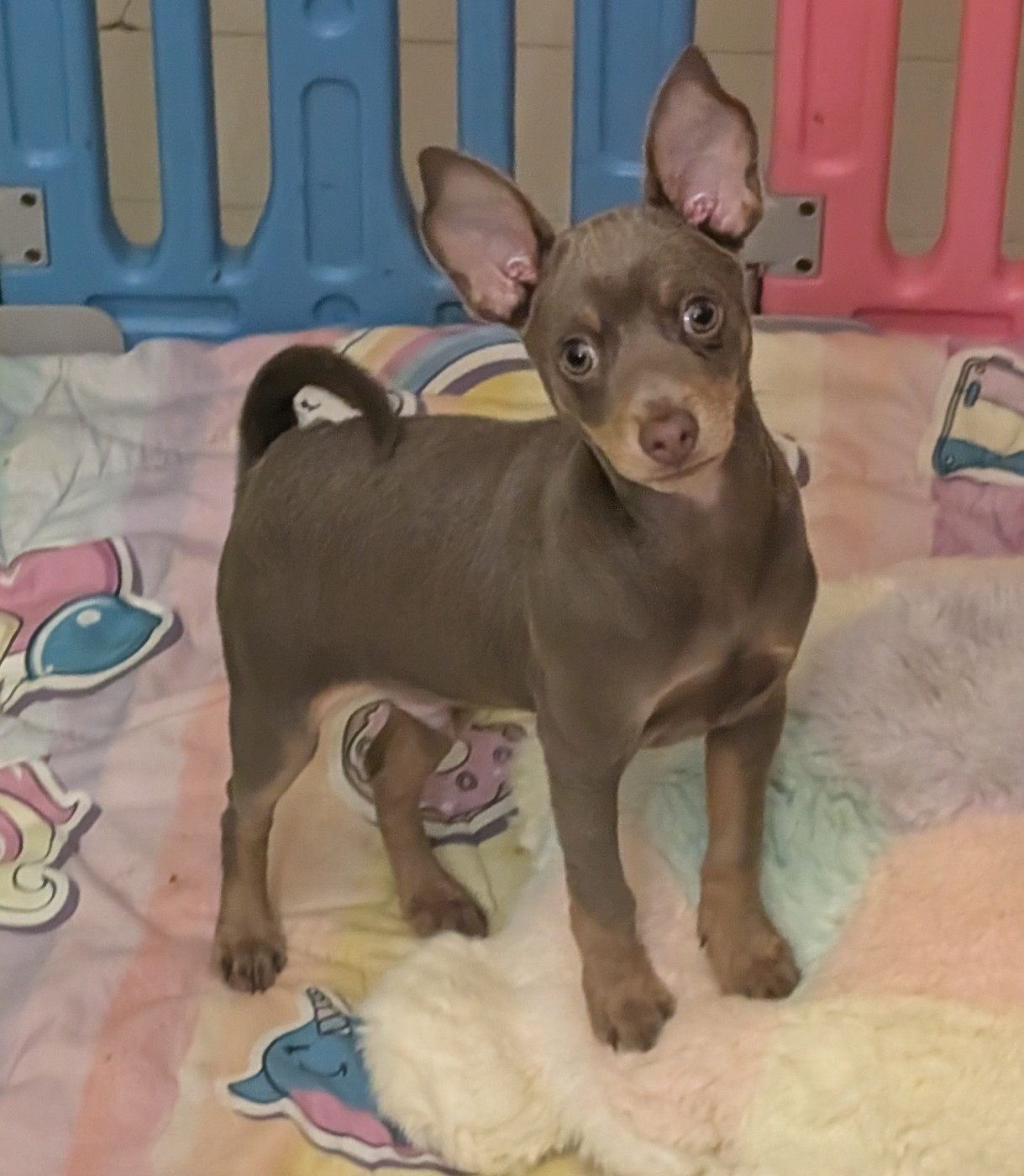 Chiot Russkiy Toy (Petit Chien Russe) au Royaume D'ultra