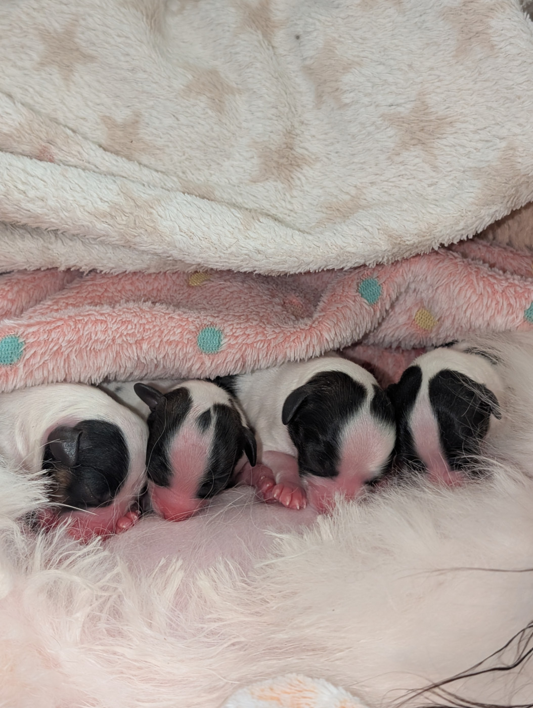 Chiot Epagneul nain Continental (Papillon) au Royaume D'ultra