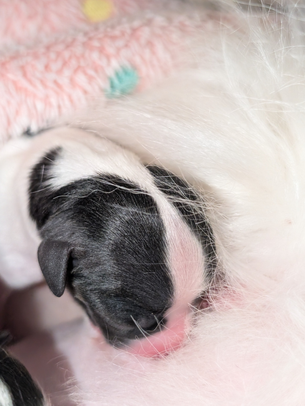 au Royaume D'ultra - Chiots disponibles - Epagneul nain Continental (Papillon)