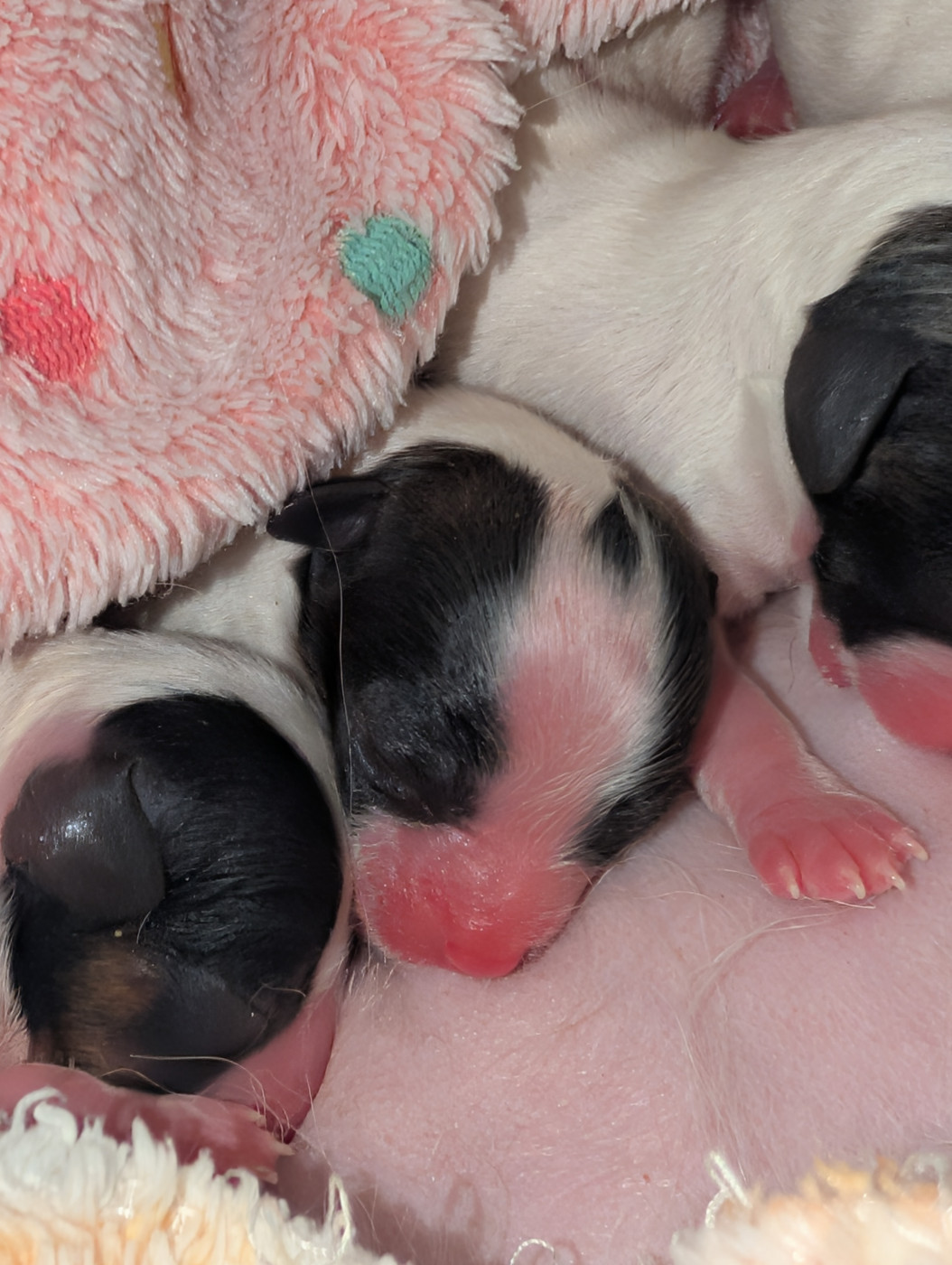 au Royaume D'ultra - Chiots disponibles - Epagneul nain Continental (Papillon)