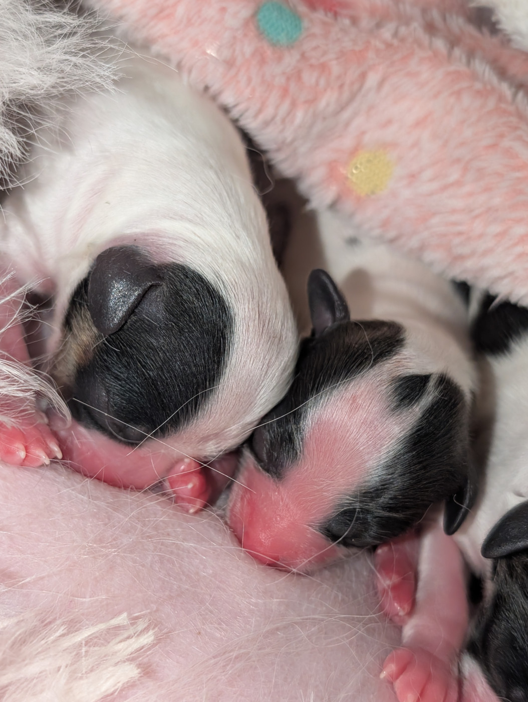 au Royaume D'ultra - Chiots disponibles - Epagneul nain Continental (Papillon)