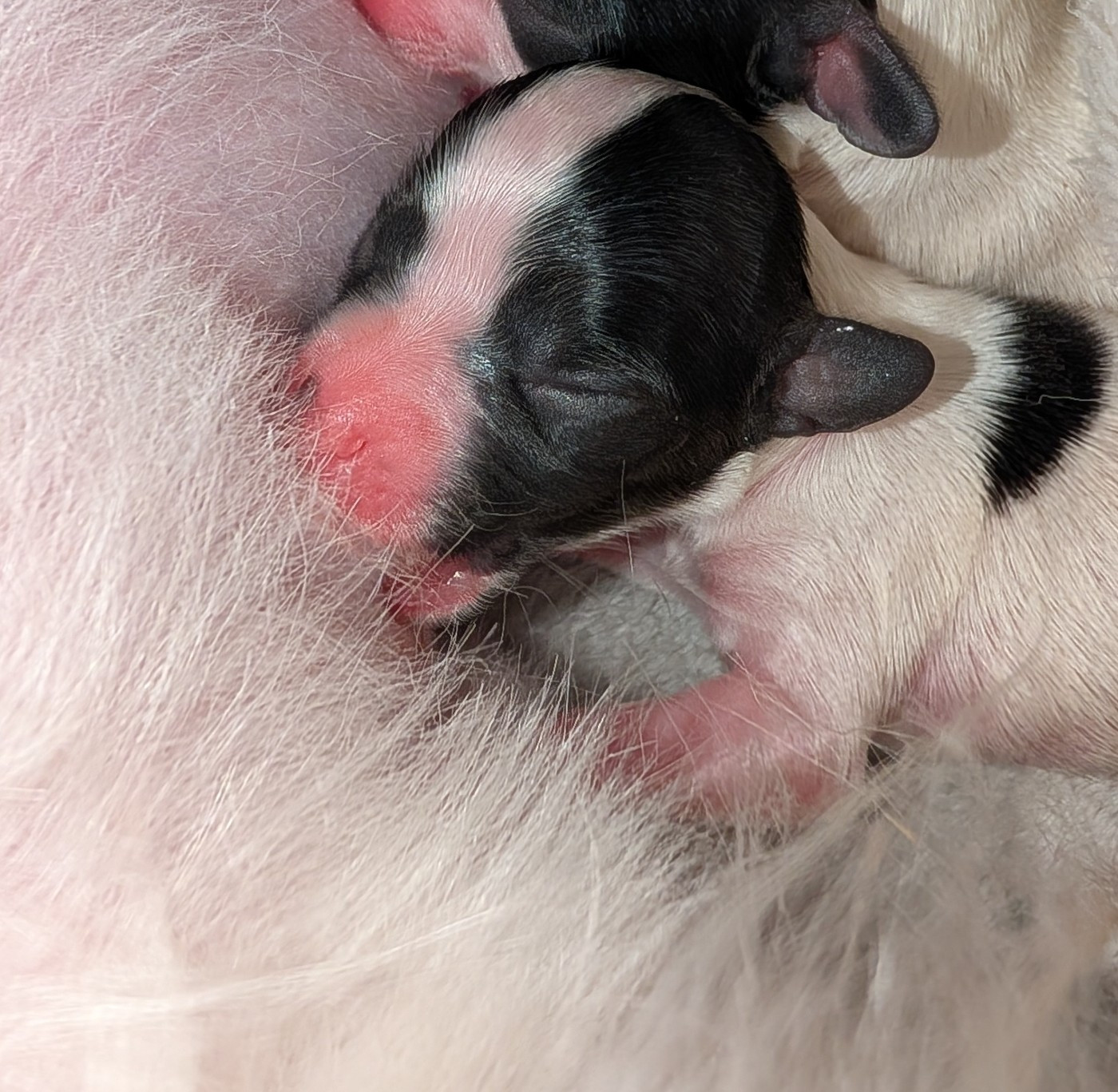 au Royaume D'ultra - Chiots disponibles - Epagneul nain Continental (Papillon)