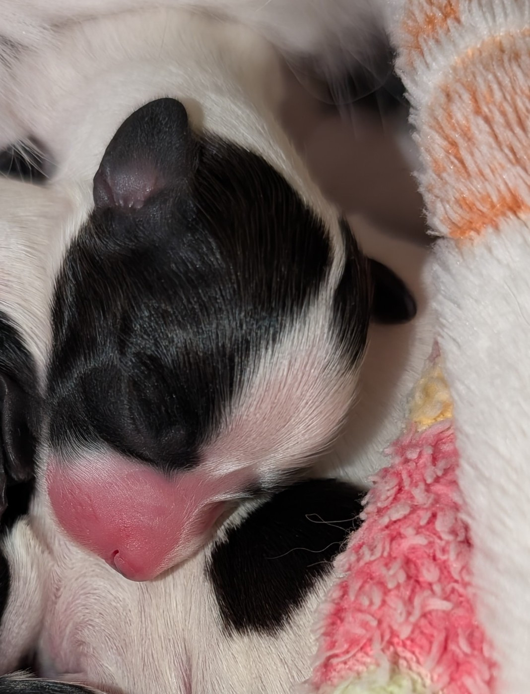 au Royaume D'ultra - Chiots disponibles - Epagneul nain Continental (Papillon)