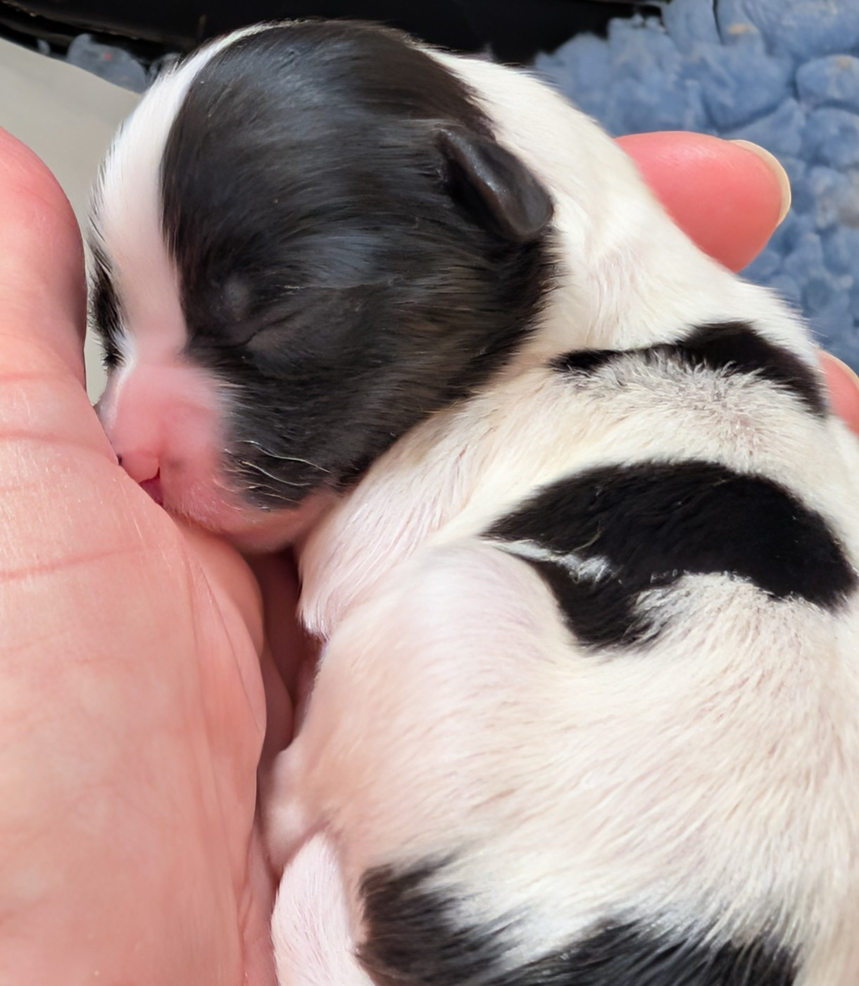 au Royaume D'ultra - Chiots disponibles - Epagneul nain Continental (Papillon)