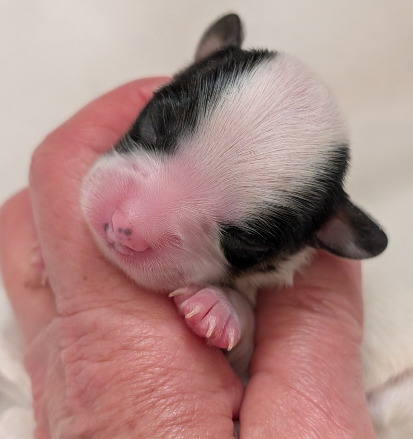 au Royaume D'ultra - Chiots disponibles - Epagneul nain Continental (Papillon)