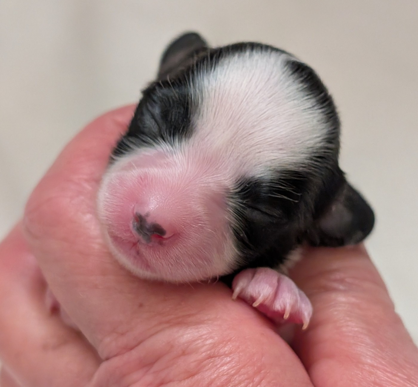 au Royaume D'ultra - Chiots disponibles - Epagneul nain Continental (Papillon)