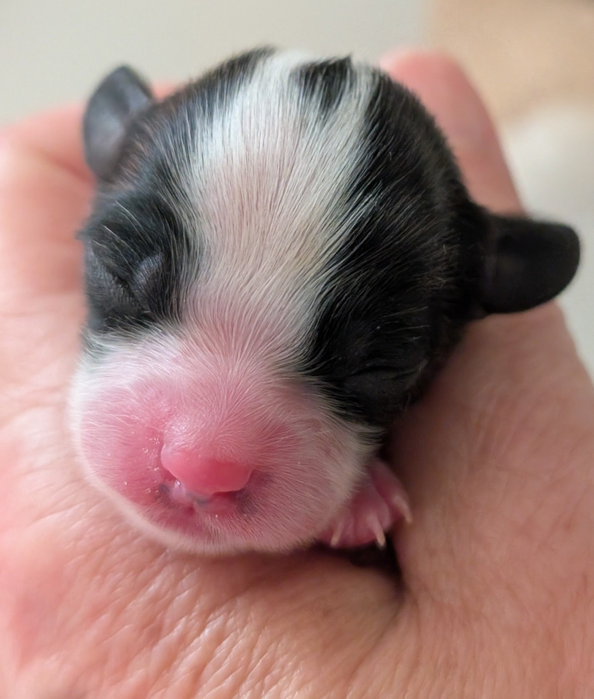 au Royaume D'ultra - Chiots disponibles - Epagneul nain Continental (Papillon)