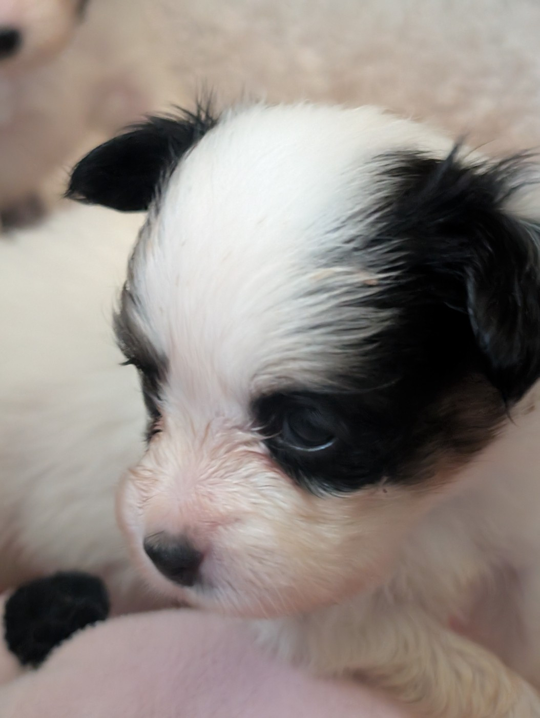 au Royaume D'ultra - Chiots disponibles - Epagneul nain Continental (Papillon)