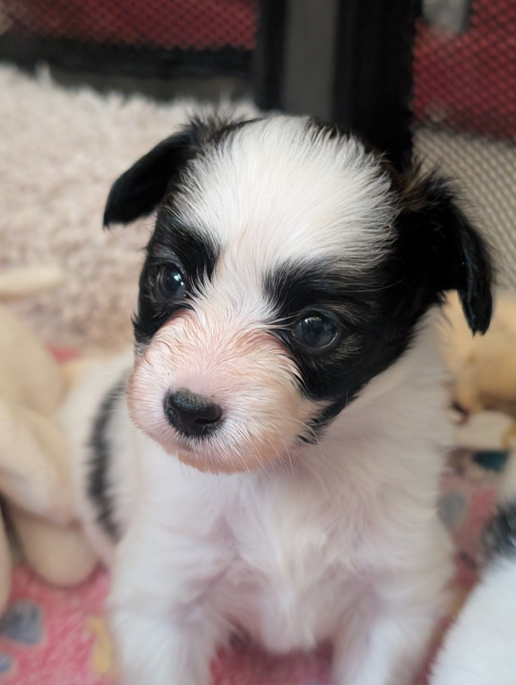 au Royaume D'ultra - Chiots disponibles - Epagneul nain Continental (Papillon)