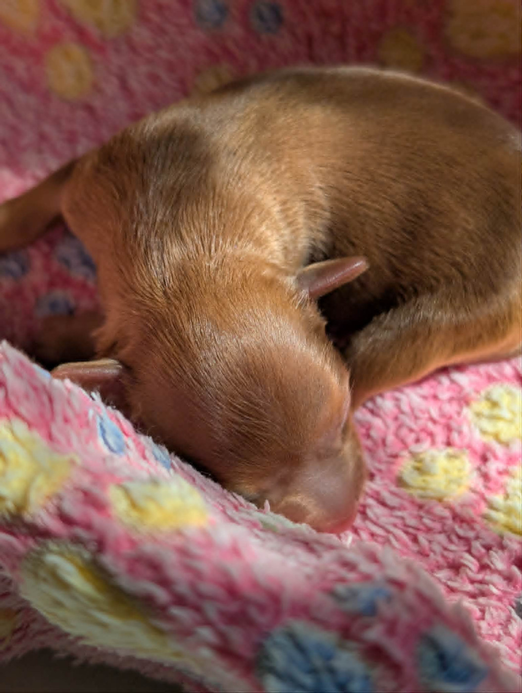 Chiot Russkiy Toy (Petit Chien Russe) au Royaume D'ultra