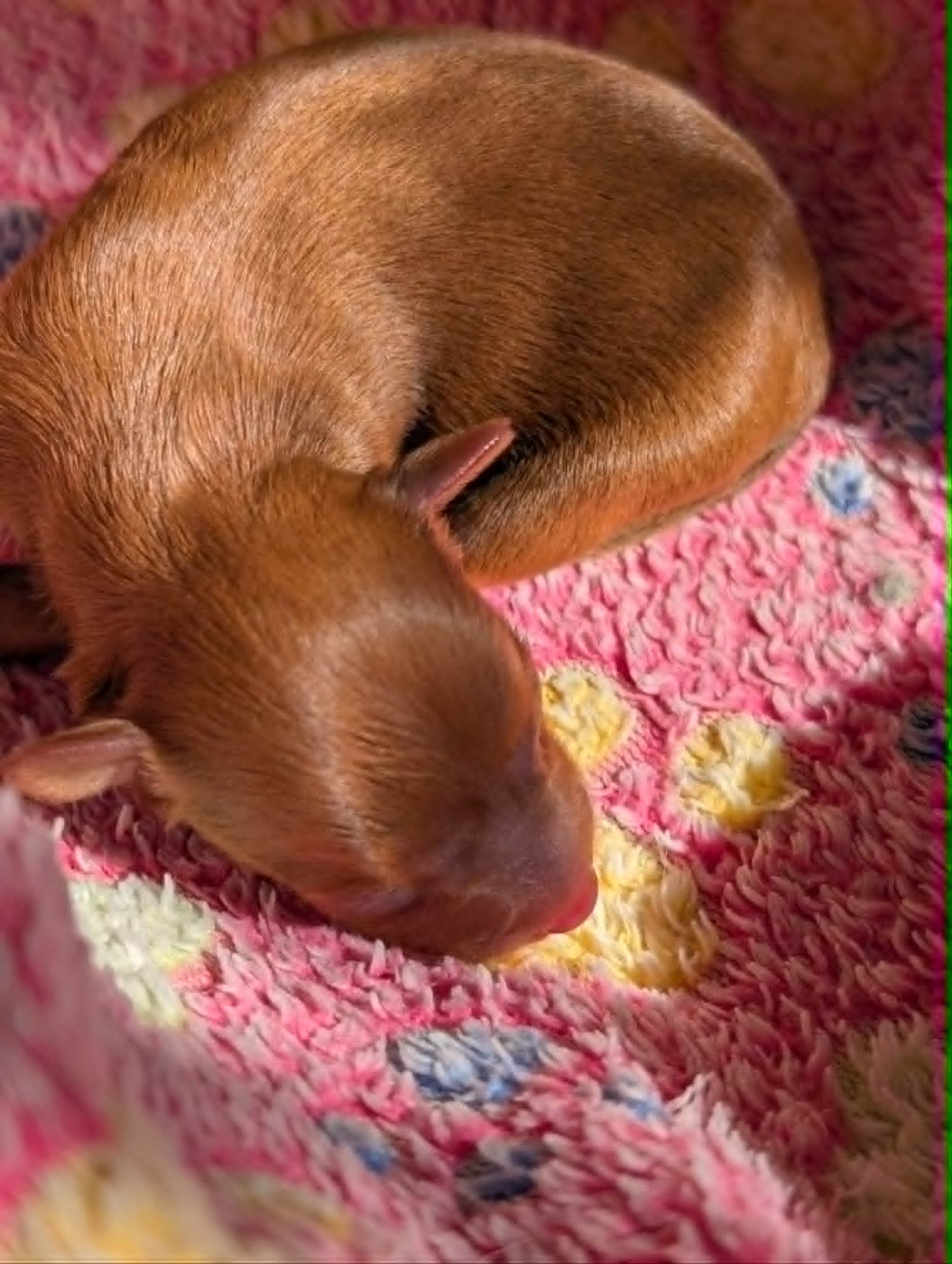 au Royaume D'ultra - Chiots disponibles - Russkiy Toy (Petit Chien Russe)