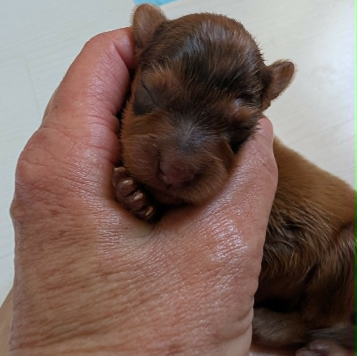 au Royaume D'ultra - Chiots disponibles - Russkiy Toy (Petit Chien Russe)