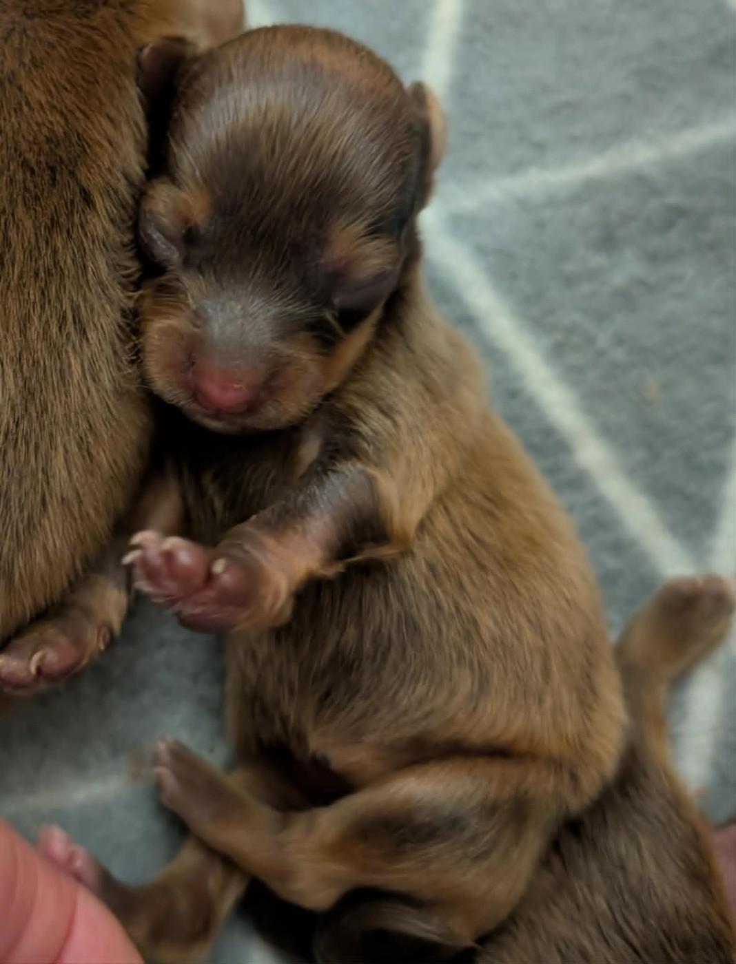 au Royaume D'ultra - Chiots disponibles - Russkiy Toy (Petit Chien Russe)