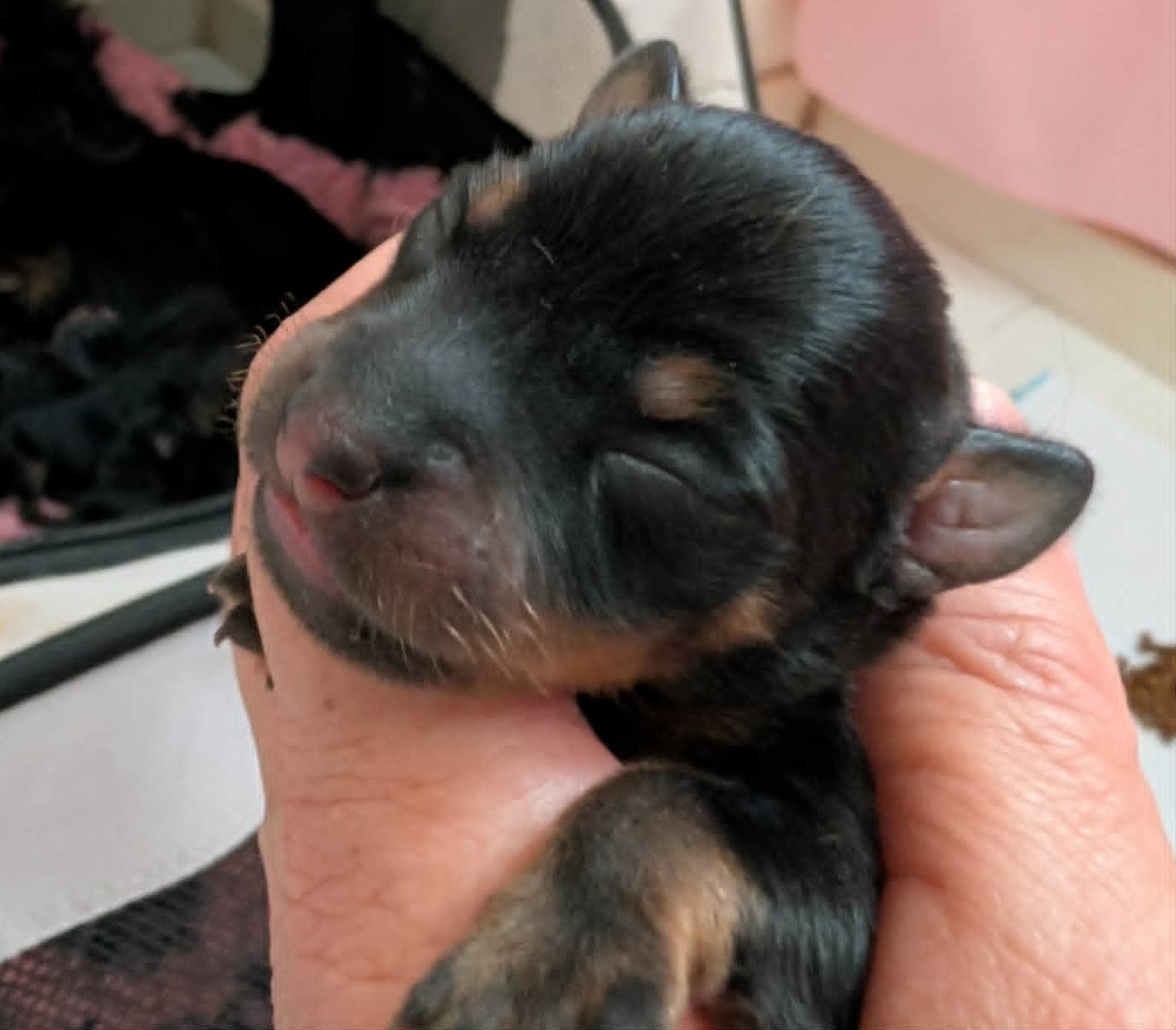 au Royaume D'ultra - Chiots disponibles - Russkiy Toy (Petit Chien Russe)
