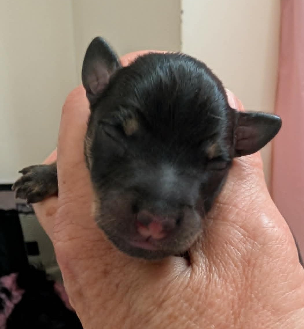 au Royaume D'ultra - Chiots disponibles - Russkiy Toy (Petit Chien Russe)