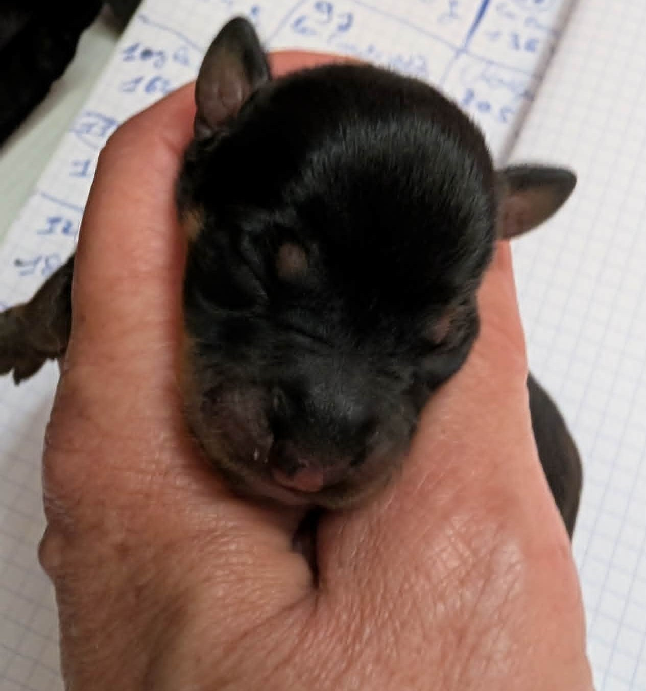 au Royaume D'ultra - Chiots disponibles - Russkiy Toy (Petit Chien Russe)