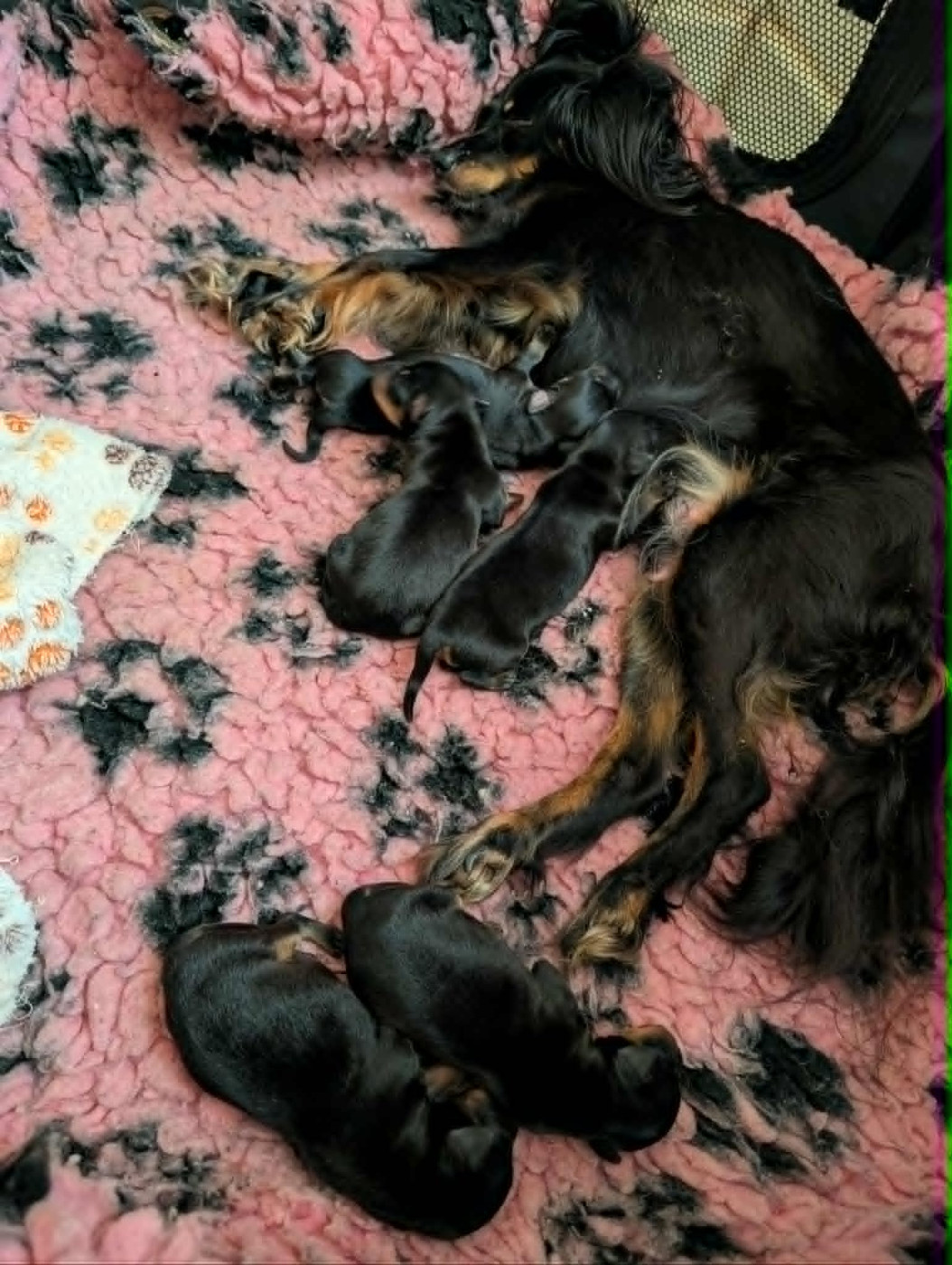 Chiot Russkiy Toy (Petit Chien Russe) au Royaume D'ultra