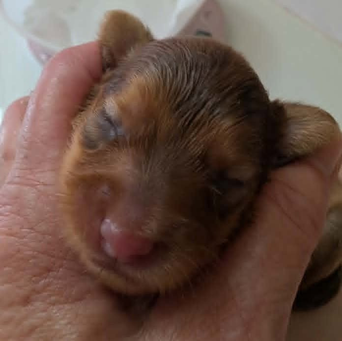 au Royaume D'ultra - Chiots disponibles - Russkiy Toy (Petit Chien Russe)
