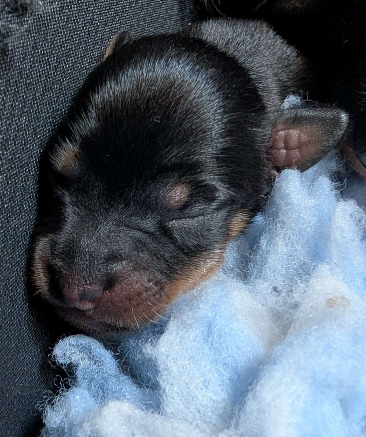au Royaume D'ultra - Chiots disponibles - Russkiy Toy (Petit Chien Russe)