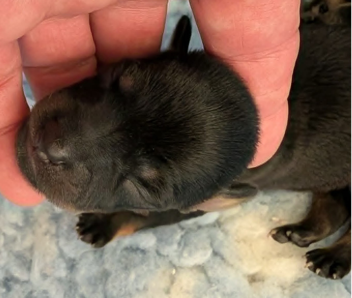 au Royaume D'ultra - Chiots disponibles - Russkiy Toy (Petit Chien Russe)