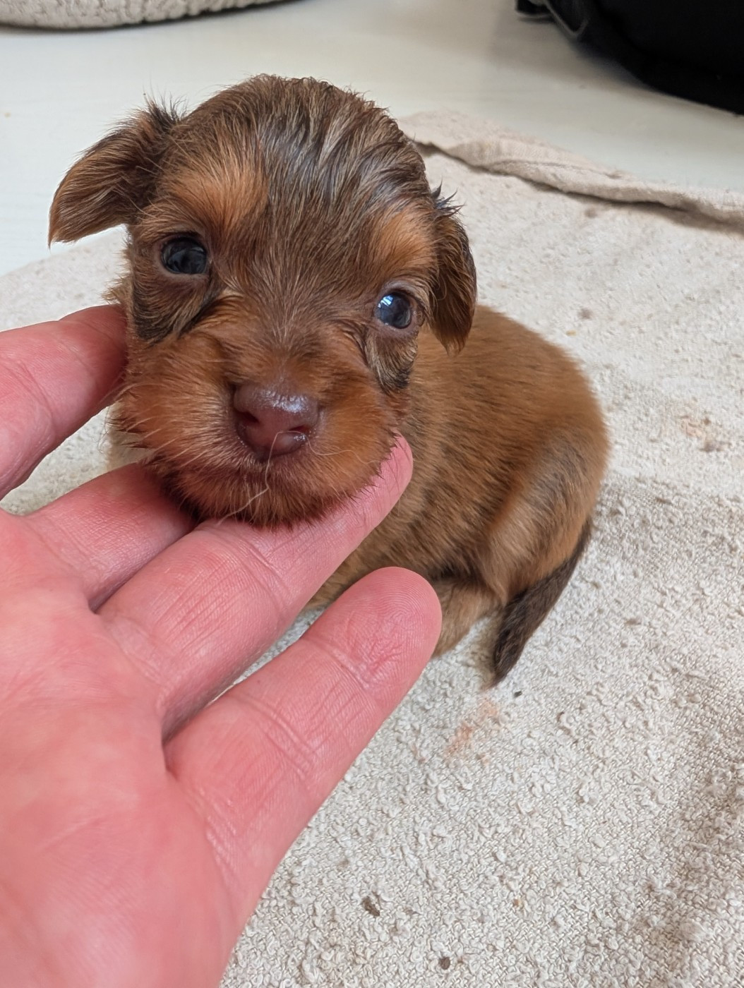 au Royaume D'ultra - Chiots disponibles - Russkiy Toy (Petit Chien Russe)