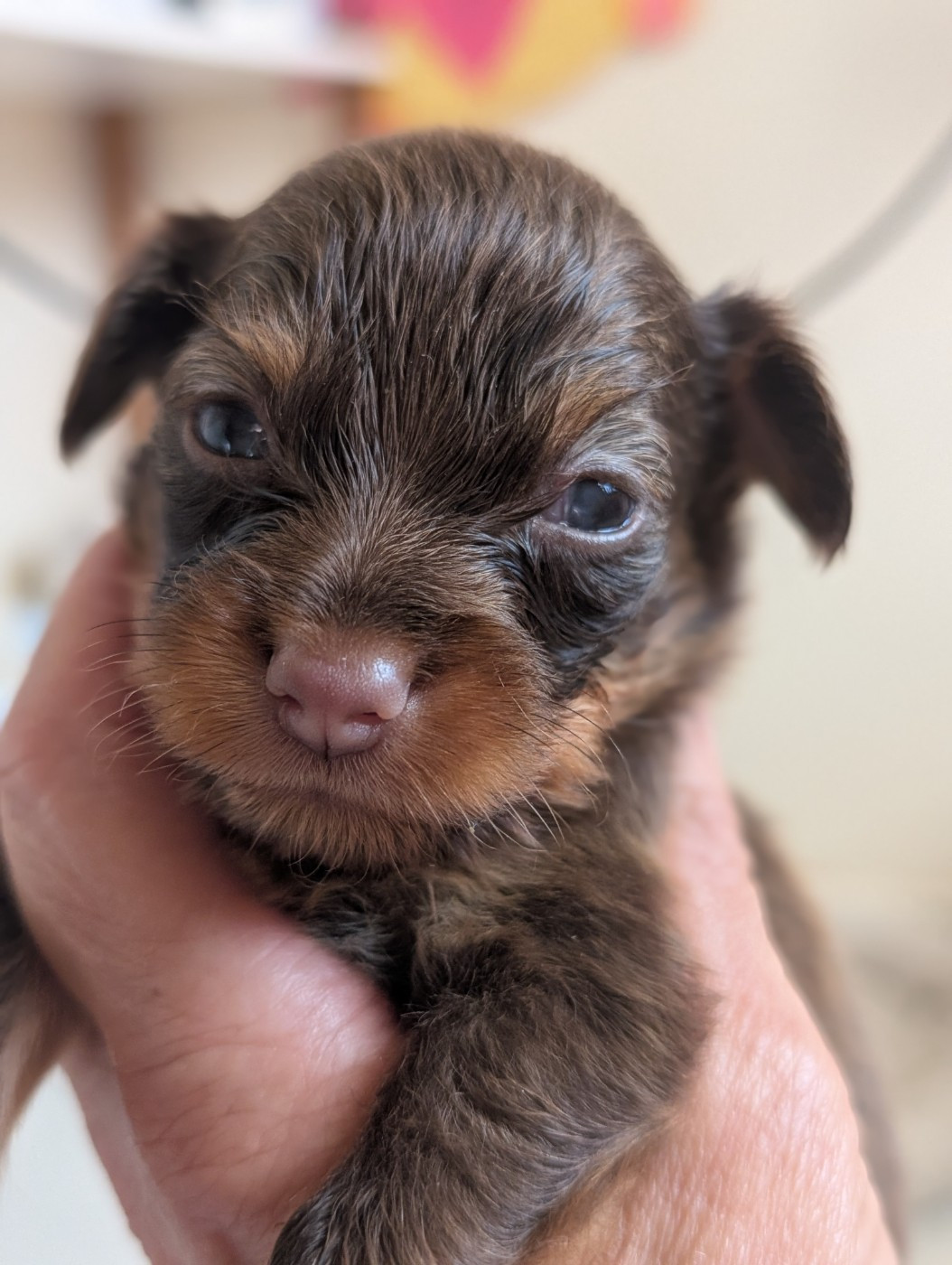au Royaume D'ultra - Russkiy Toy (Petit Chien Russe) - Portée née le 13/06/2026