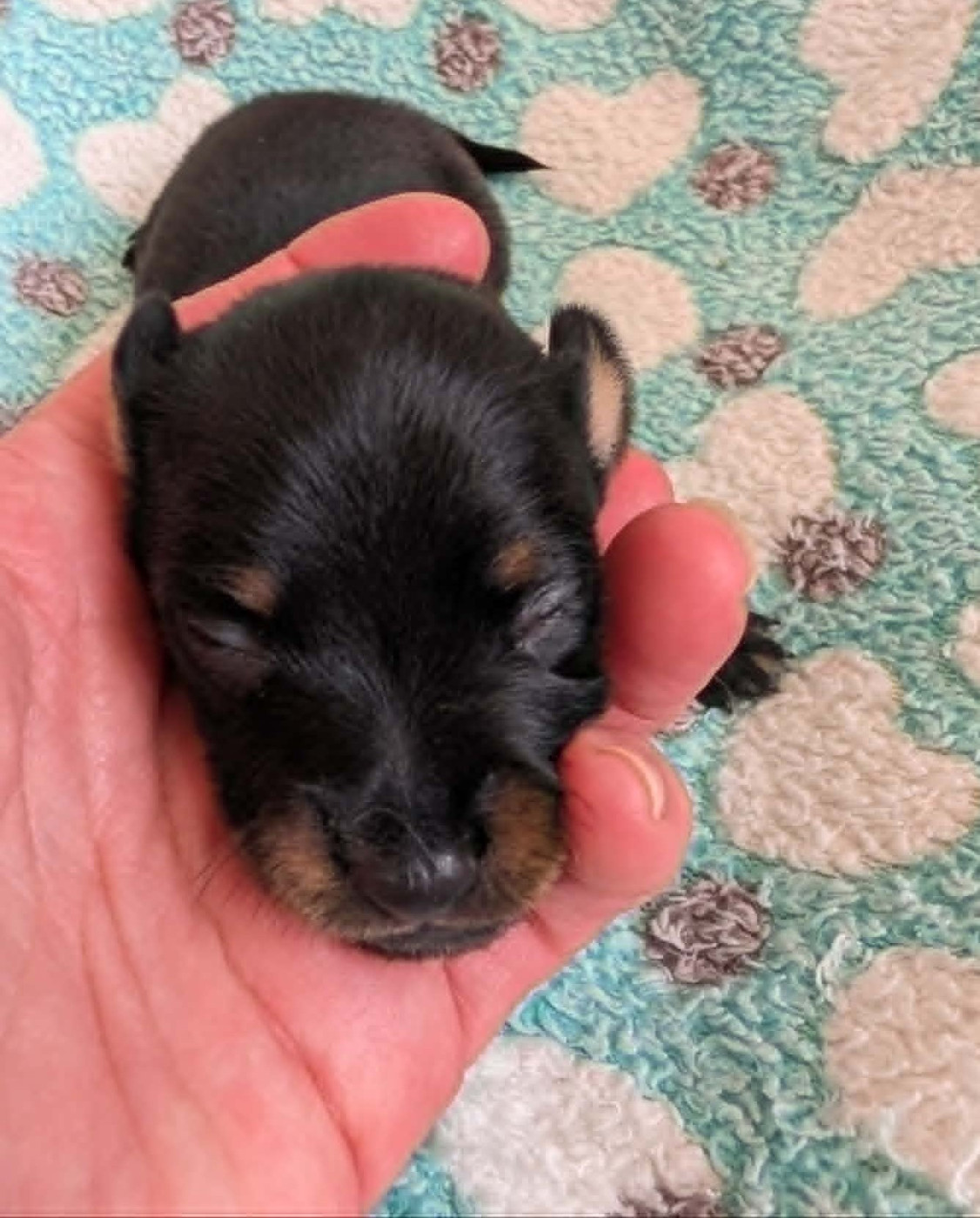 au Royaume D'ultra - Chiots disponibles - Russkiy Toy (Petit Chien Russe)