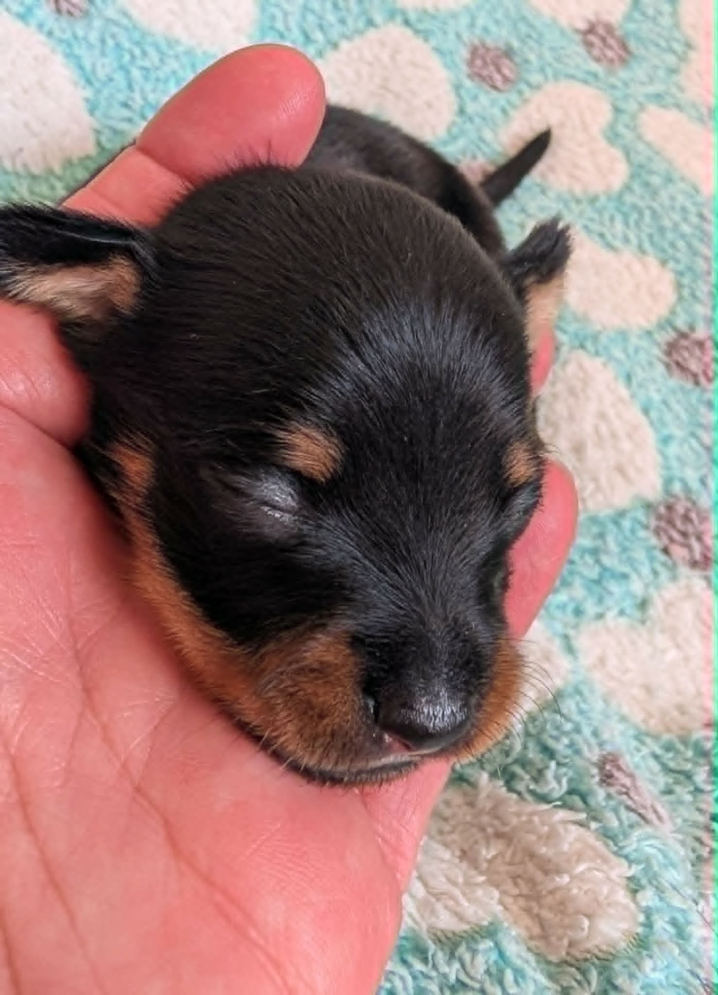 au Royaume D'ultra - Chiots disponibles - Russkiy Toy (Petit Chien Russe)