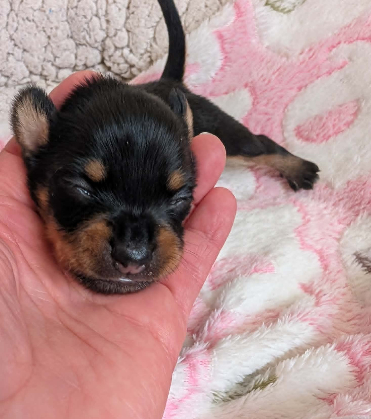 au Royaume D'ultra - Chiots disponibles - Russkiy Toy (Petit Chien Russe)
