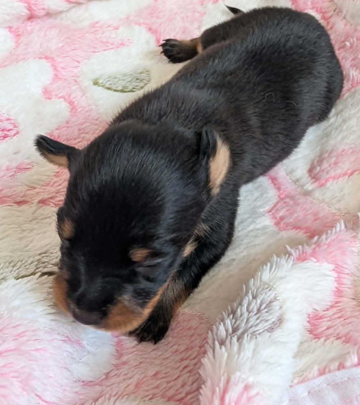 au Royaume D'ultra - Chiots disponibles - Russkiy Toy (Petit Chien Russe)