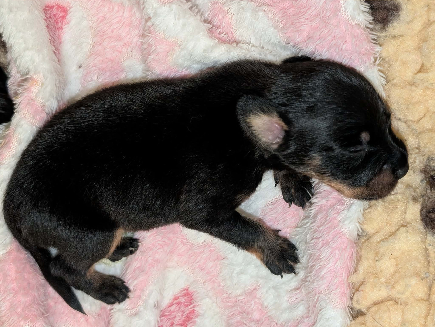 au Royaume D'ultra - Chiots disponibles - Russkiy Toy (Petit Chien Russe)