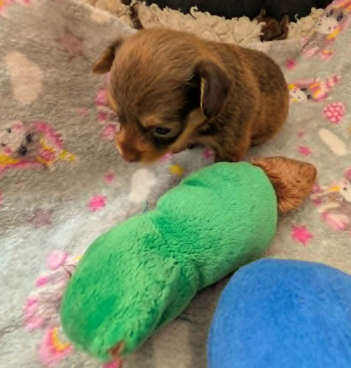 au Royaume D'ultra - Chiots disponibles - Russkiy Toy (Petit Chien Russe)