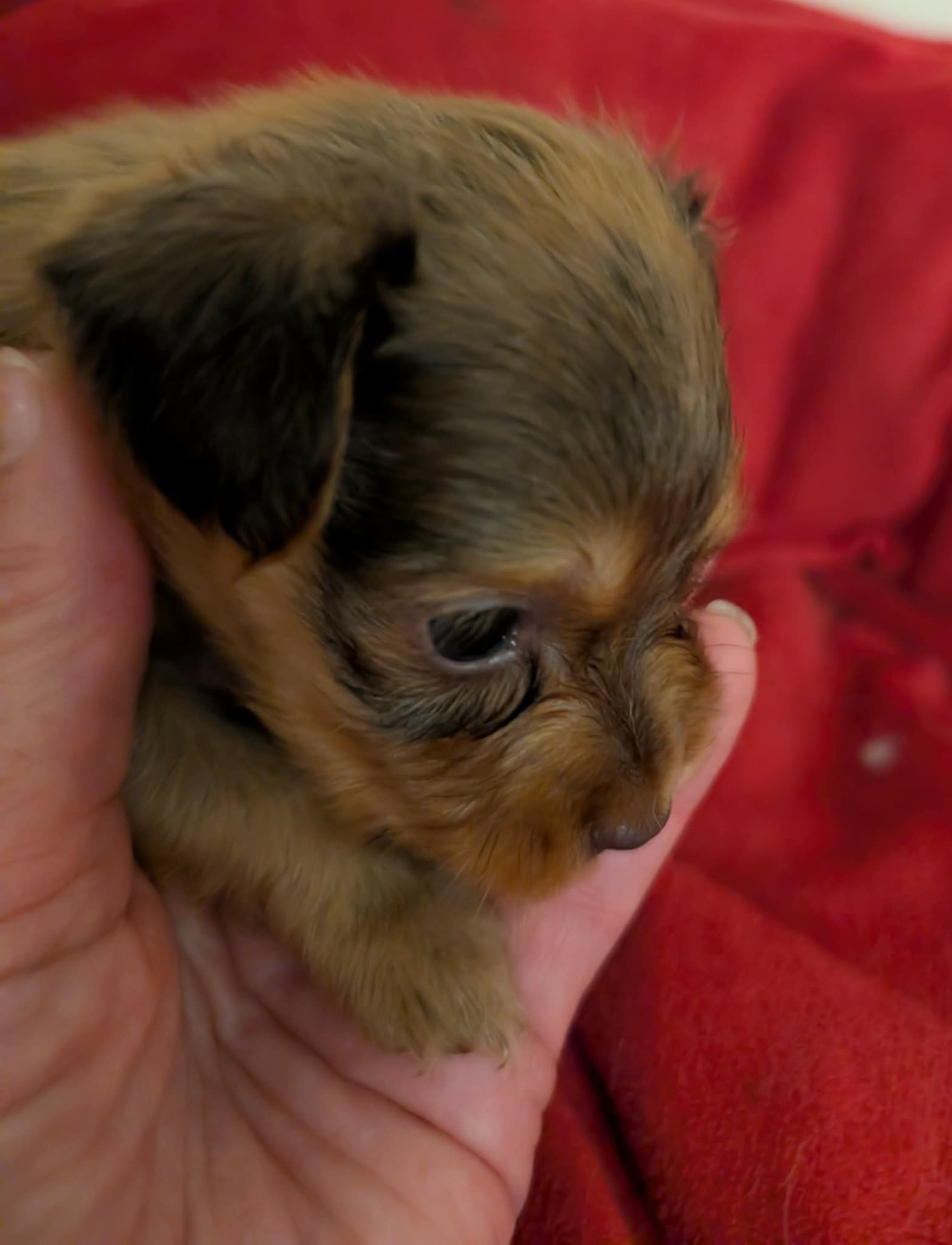au Royaume D'ultra - Chiots disponibles - Russkiy Toy (Petit Chien Russe)