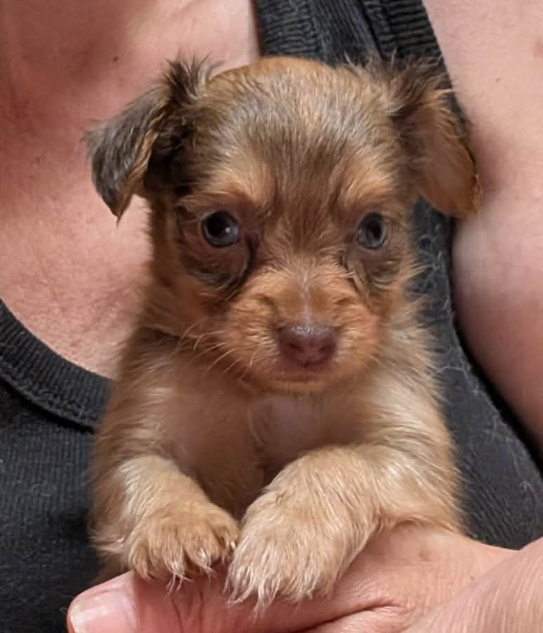 au Royaume D'ultra - Chiots disponibles - Russkiy Toy (Petit Chien Russe)