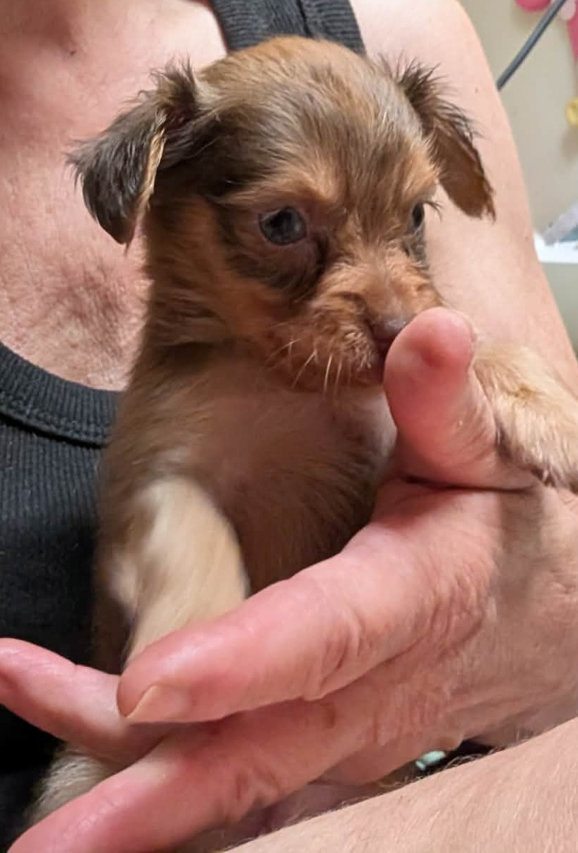 Chiot Russkiy Toy (Petit Chien Russe) au Royaume D'ultra