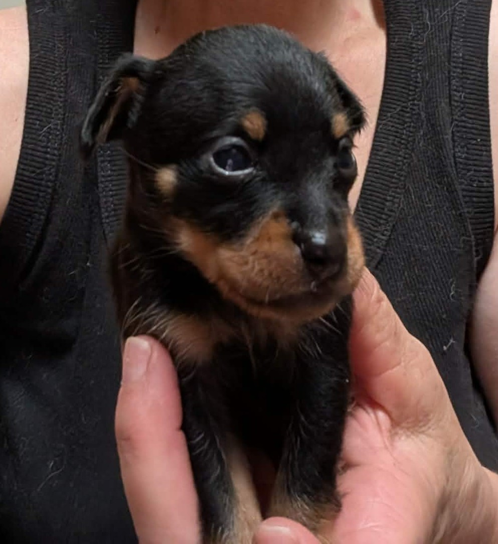 au Royaume D'ultra - Chiots disponibles - Russkiy Toy (Petit Chien Russe)