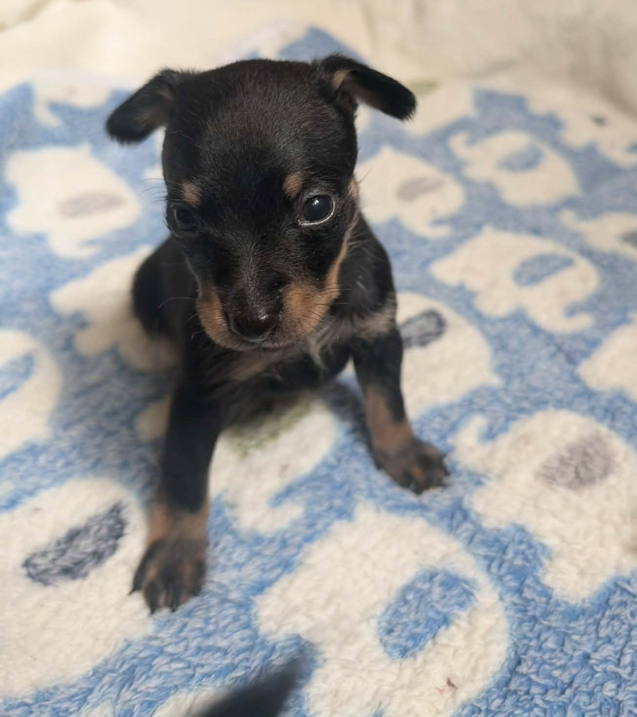 au Royaume D'ultra - Chiots disponibles - Russkiy Toy (Petit Chien Russe)