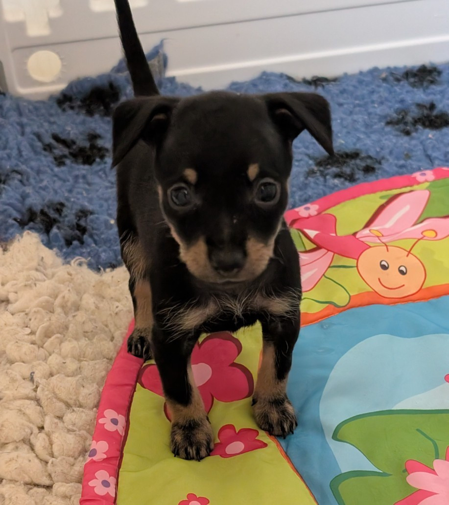 au Royaume D'ultra - Chiots disponibles - Russkiy Toy (Petit Chien Russe)