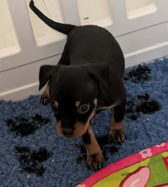 au Royaume D'ultra - Chiots disponibles - Russkiy Toy (Petit Chien Russe)