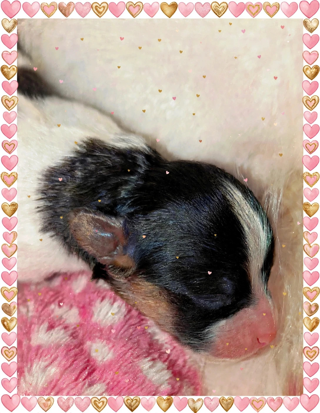 au Royaume D'ultra - Chiots disponibles - Epagneul nain Continental (Papillon)