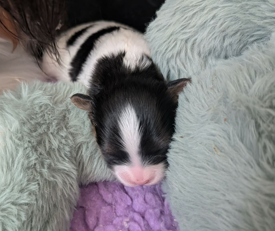 au Royaume D'ultra - Chiots disponibles - Epagneul nain Continental (Papillon)